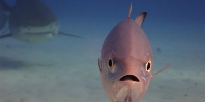Die lächerlichste Fotos von Tieren - Fisch