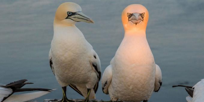 Die lächerlichste Fotos von Tieren - ein Vogel mit einem Leuchtkopf