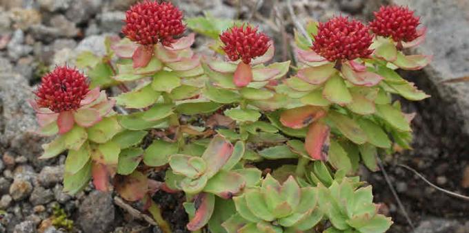 Beliebte adaptogens: Rhodiola rosea