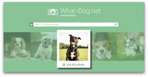 Fetch - Innovation von Microsoft, die Ihren Hund in Ihrem Foto abholt