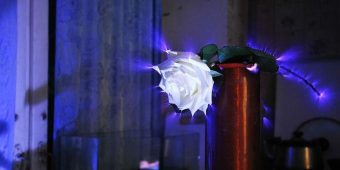 Was ist Bioenergetik: Koronaentladung um eine Rose (Kirlian-Effekt)