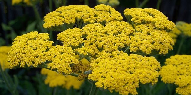 Stauden, blühende den ganzen Sommer: Schafgarbe