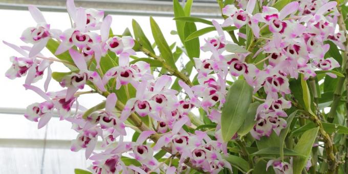 Wie für Orchideen Dendrobium Pflege
