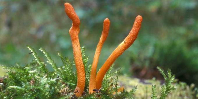 Beliebte adaptogens: Cordyceps