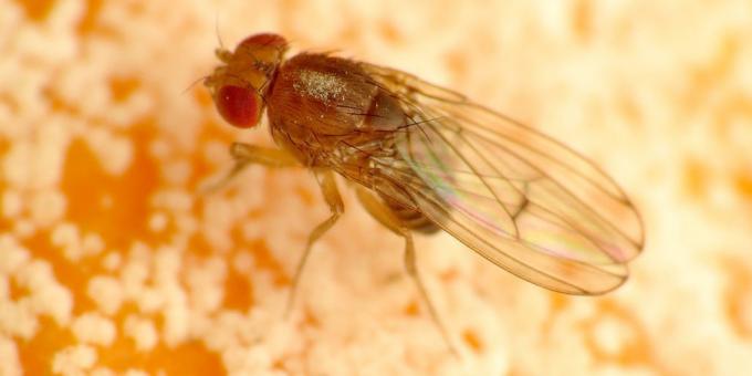Wie wird man in den Raum Farben Stechmücken los: Drosophila