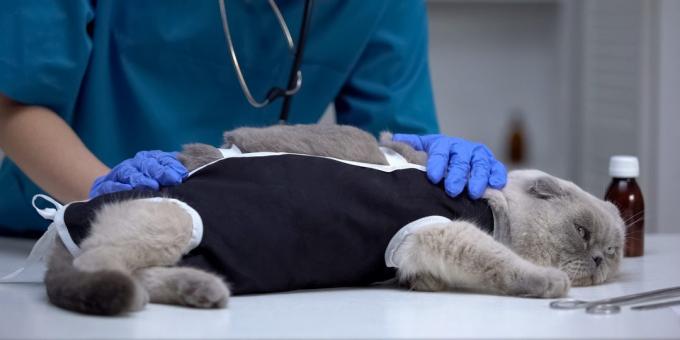 Pflege für eine Katze nach der Sterilisation