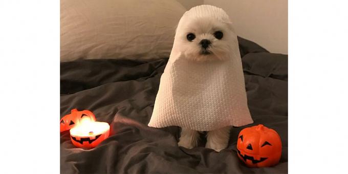 Halloween Hundekostüm