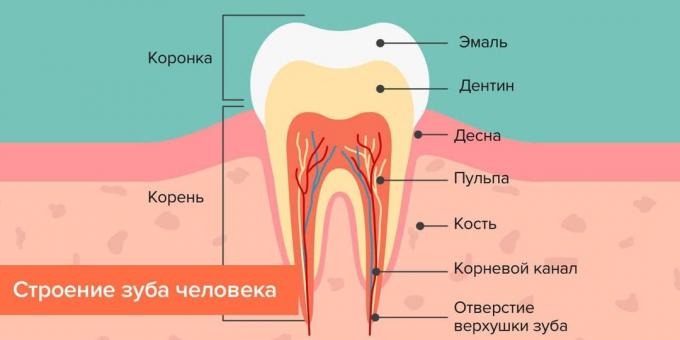 Wo kommt Karies: Struktur des menschlichen Zahnes