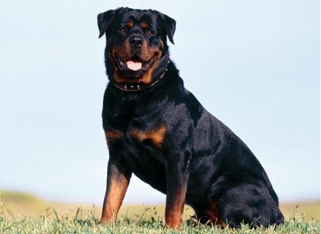 Top 10 klügsten Hunderassen: Rottweiler