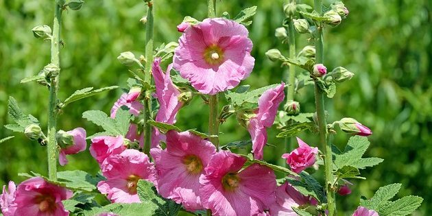 Stauden, blühende den ganzen Sommer: Malve