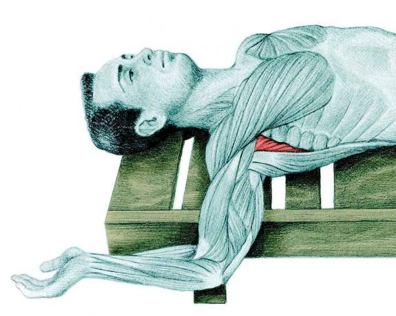Anatomie der Dehnung: Dehnung der Schulter