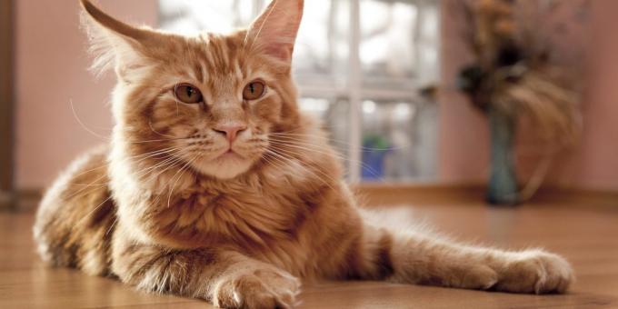 Maine Coon: Charakter
