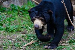 Malaysia: 452-Meter-Zwillingstürme und ein Miniatur-Teddybär