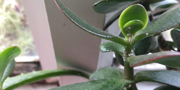 Wie wird man von mealybugs befreien