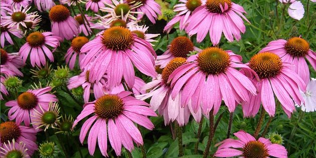 Stauden, blühende den ganzen Sommer: Echinacea