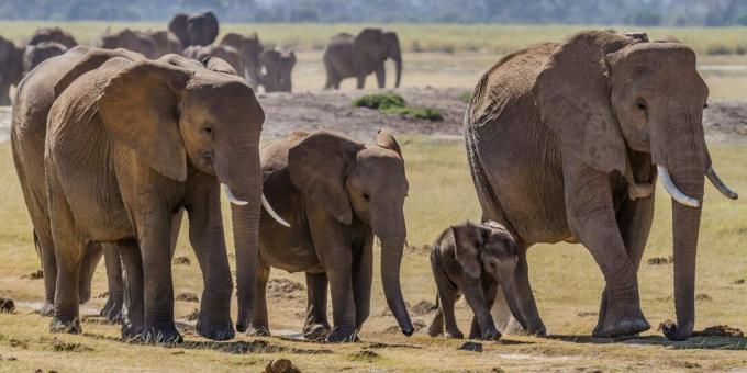 Missverständnisse und Fakten über Tiere: Alte Elefanten haben einen besonderen Ort zum Sterben