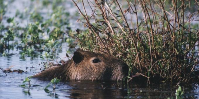 Aus Sicht der katholischen Kirche ist die Capybara ein Fisch