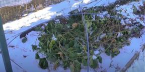 Wie man Brombeeren für den Winter abdeckt