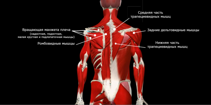 Haltungskorrektur: schwache Muskeln