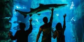 5 Gründe, das Aquarium zu besuchen