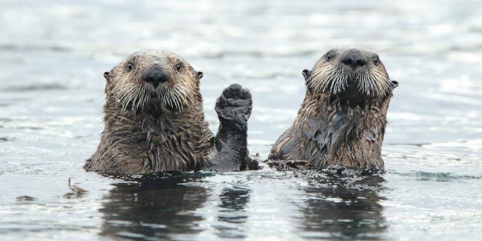 Funniest Tierfotos - zwei Otter