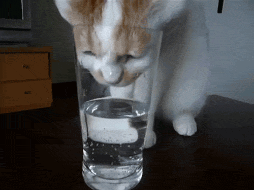 Cat Trinkwasser