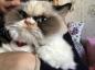 Grumpy Cat 2.0: Die neue Grumpy Cat erobert das Internet