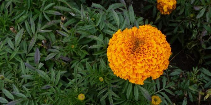 Anspruchslos Blumen für Blumenbeete: Ringelblume