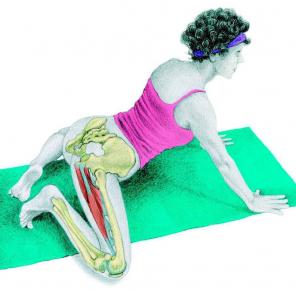 Anatomie in Bildern Stretching: Übungen für den ganzen Körper