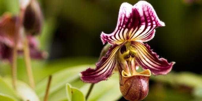 Wie für Orchideen Pafiopedilum Pflege