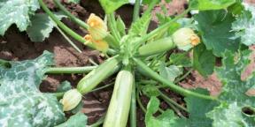 Wie man Zucchini pflanzt und pflegt, um eine reiche Ernte zu erzielen