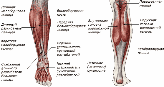 Struktur des unteren Beines