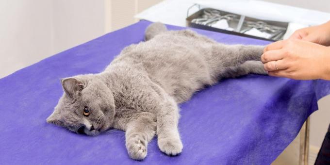 Vorbereiten Katzen für die Sterilisation