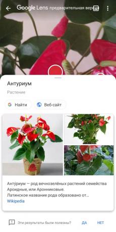 Identifizieren Arten von Zimmerpflanzen mit Google-Objektiv