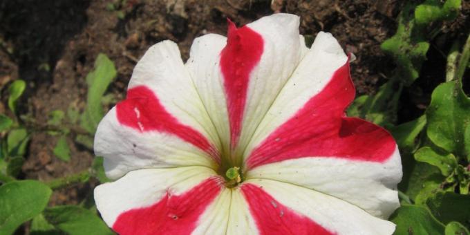 Anspruchslos Blumen für Blumenbeete: Petunia grandi