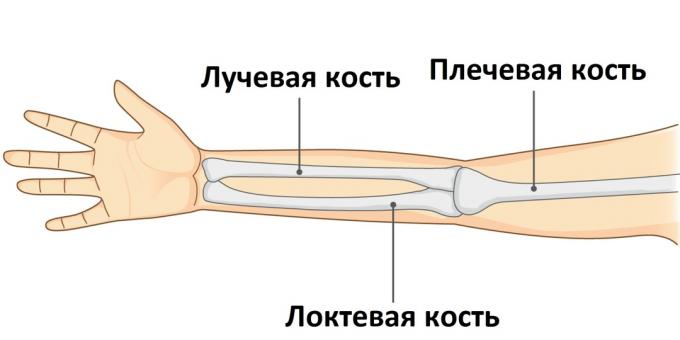 Wenn ein Arm gebrochen ist, wird einer seiner drei Knochen verletzt.