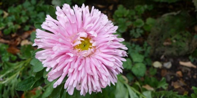 Anspruchslos Blumen für Blumenbeete: Aster Garten