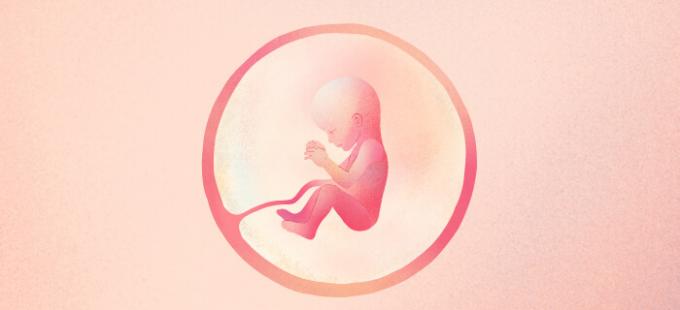 Wie sieht ein Baby in der 19. Schwangerschaftswoche aus?