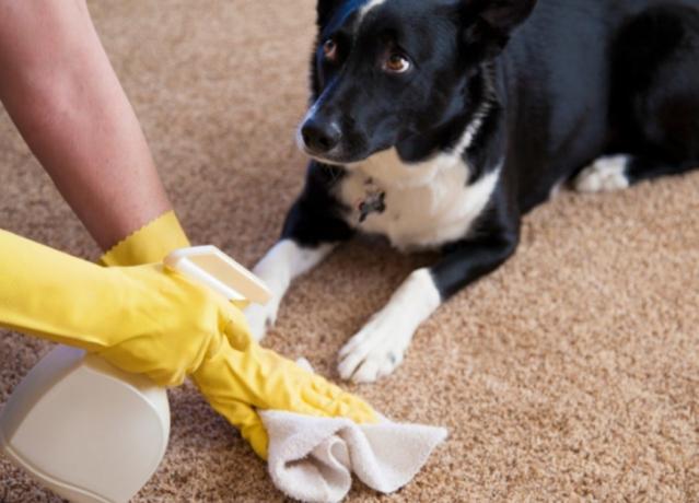 Wie der Teppich aus Haustiere Urin reinigen