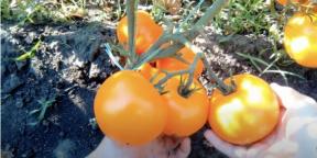 Wann Tomaten für Setzlinge gepflanzt werden und wie es geht
