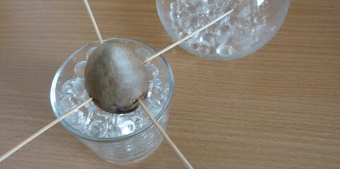 Der Stein in einem Glas mit Hydrogel: Wie eine Avocado aus einem Stein wachsen