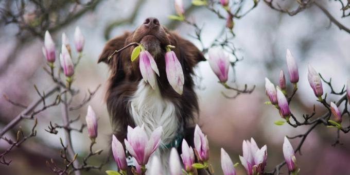 Wie schön Fotos von Hunden zu machen: tune in Schießen