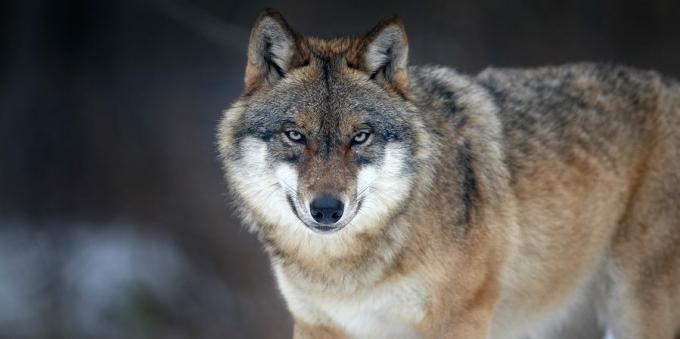 Missverständnisse und interessante Fakten über Tiere: Der Anführer führt das Wolfsrudel an