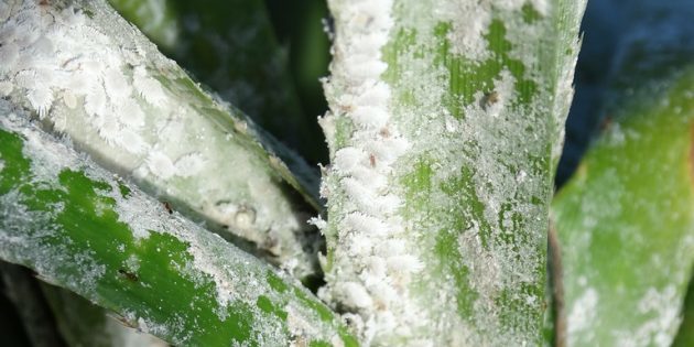 Wie wird man von mealybugs befreien