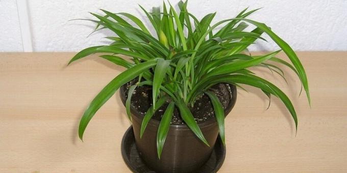 Shade Zimmerpflanzen: Chlorophytum