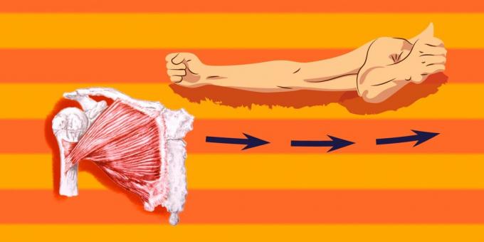 Übungen zu den Brustmuskeln: die Brust ein Relief zu werden, ist es notwendig, große Brustmuskeln zu pumpen