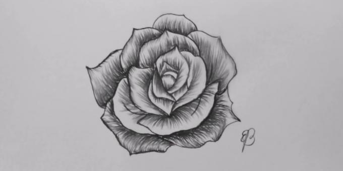 Wie eine offene Rose Bleistift zeichnen