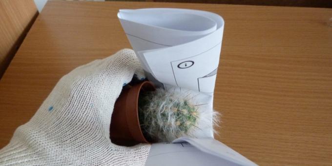 Wie die Blume verpflanzen, wenn Transplantation ein Kaktus, nehmen Sie es ein gerolltes Papier