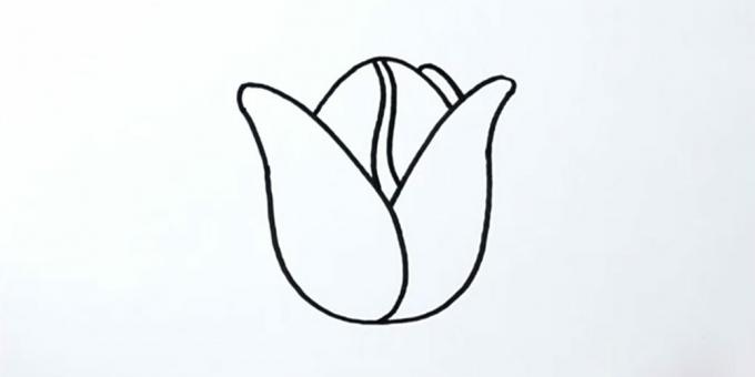 So zeichnen Sie eine Tulpe: Fügen Sie eine Knospe hinzu