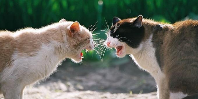 Oft Aggression Katzen durch Hormone verursacht